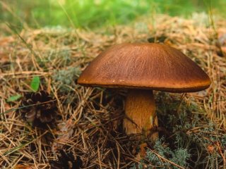 Изображение: vadimmashkov/Фотобанк ru.123rf.com