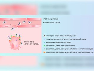 Схематическое изображение процесса адресной доставки фотосенсибилизатора (метиленового синего) в клетки рака молочной железы наносистемами с покрытием из альбумина. Источник изображения: Мария Горобец / ИБХФ РАН