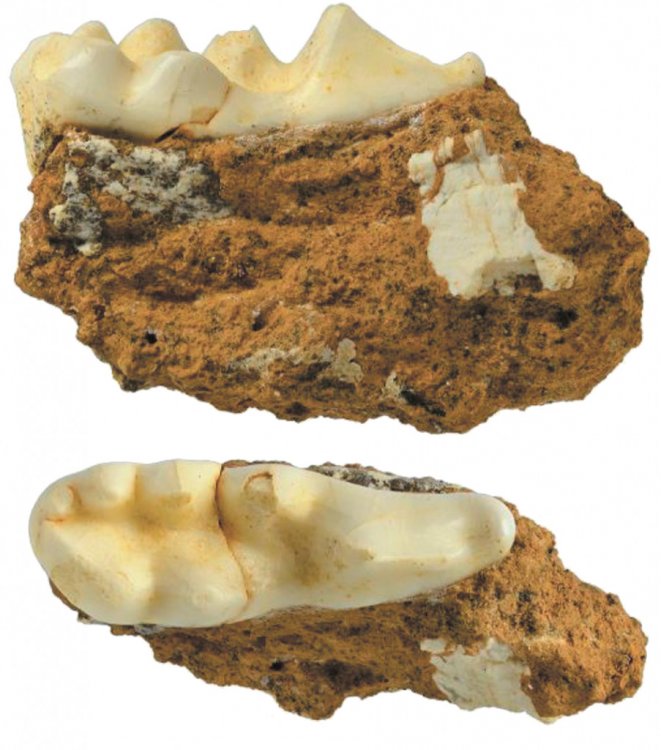 Нижний хищнический зуб большого свиного барсука Arctonyx collaris rostratus из пещеры