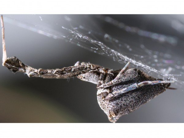 Как паук плетет наэлектризованную шелковую паутину