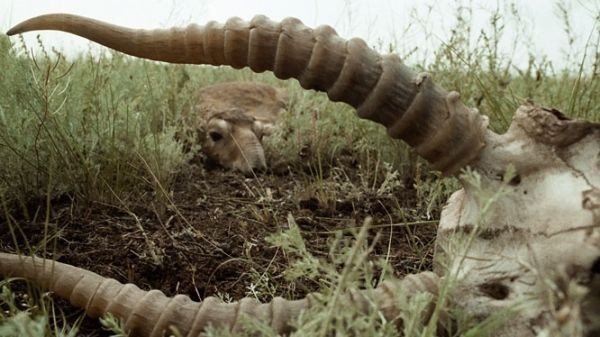 В Казахстане за две недели погибла треть популяции сайгаков