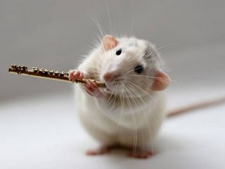 Мышки поют, чтобы добиться секса