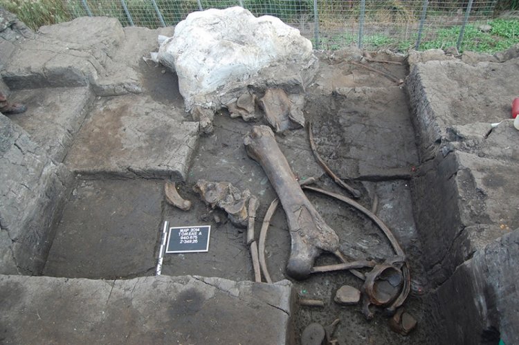 Доисторическая слонобойня, или Привал охотников эпохи плейстоцена
