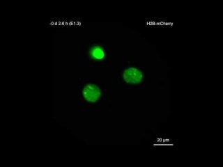 Новый микроскоп снял фильм о том, как из клетки вырастает эмбрион мыши