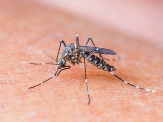 Вирус Зика угрожает обеим Америкам