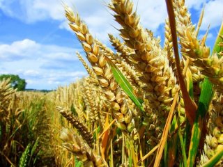 Генномодифицированные продукты безопасны для питания и не наносят вреда окружающей среде