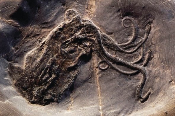 Какими были осьминоги 165 млн лет назад
