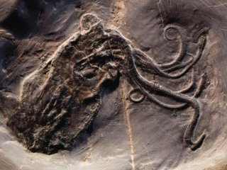 Какими были осьминоги 165 млн лет назад