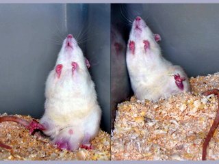 Генетики ИЦиГ СО РАН вывели крыс для изучения шизофрении