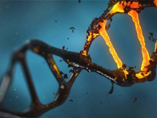 «Мусорная» ДНК играет важнейшую роль в поддержании целостности генома