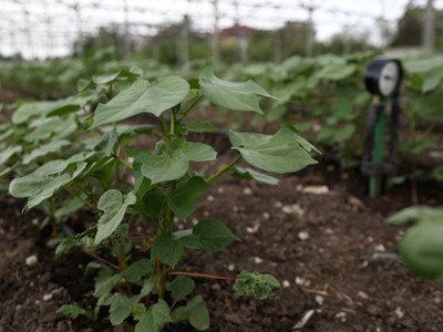 Ученые НИИ сельского хозяйства Крыма возрождают хлопководство на полуострове