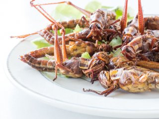 Ученые: есть насекомых можно и даже полезно - особенно для кишечника