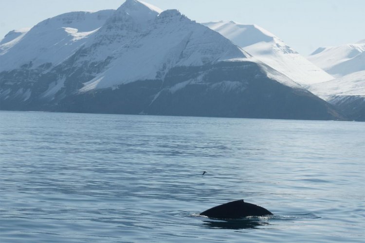 Горбатые киты поют сложные песни в районах питания