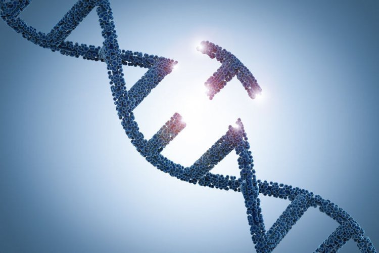 Институт генетических технологий появится в структуре НГУ