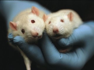Трансгенные мыши помогли разработать лекарство от деменции