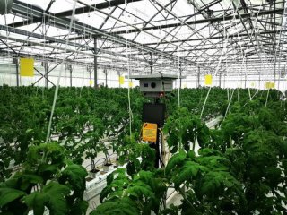 Тамбовский ВАЛЛ-И – робот ухаживает за растениями в мичуринских теплицах