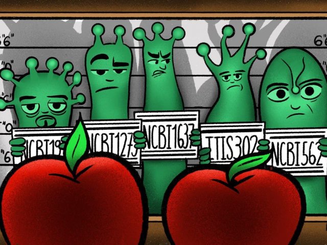 «Серебряная» технология: разработка ученых обнаружит химикаты во фруктах и овощах