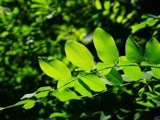 Ученые нашли эффективный способ борьбы с непарным шелкопрядом в лесах