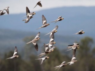 В мире 50 миллиардов птиц, подсчитали австралийские ученые