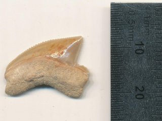В Иерусалиме обнаружен тайник с акульими зубами возрастом около 80 миллионов лет
