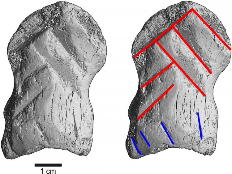 Неандертальцы оставляли узоры на костях более 50000 лет назад
