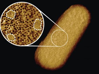 Получены самые четкие изображения живых бактерий