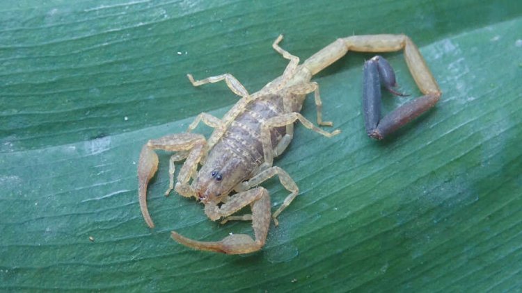 Скорпион Centruroides catemacoensis.