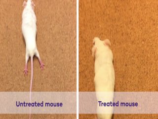 «Танцующие молекулы» успешно восстановили у мышей тяжелые травмы спинного мозга