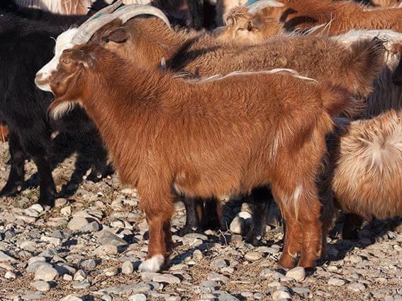 Фото Порода коз, более 97 качественных бесплатных стоковых фото
