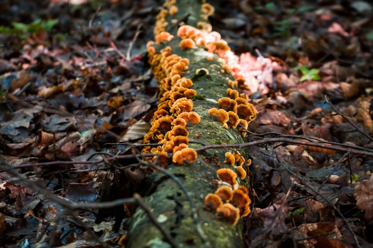 В природе грибы, разлагая органические вещества, осуществляют круговорот углерода. Это ключевые организмы, способные разрушать лигнин древесины. Источник фото: фотобанк Freepik.