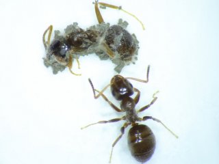 Патогены научились прятаться от коллективного иммунитета муравьев