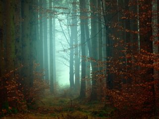 Сказочный лес. Источник: Johannes Plenio on Unsplash