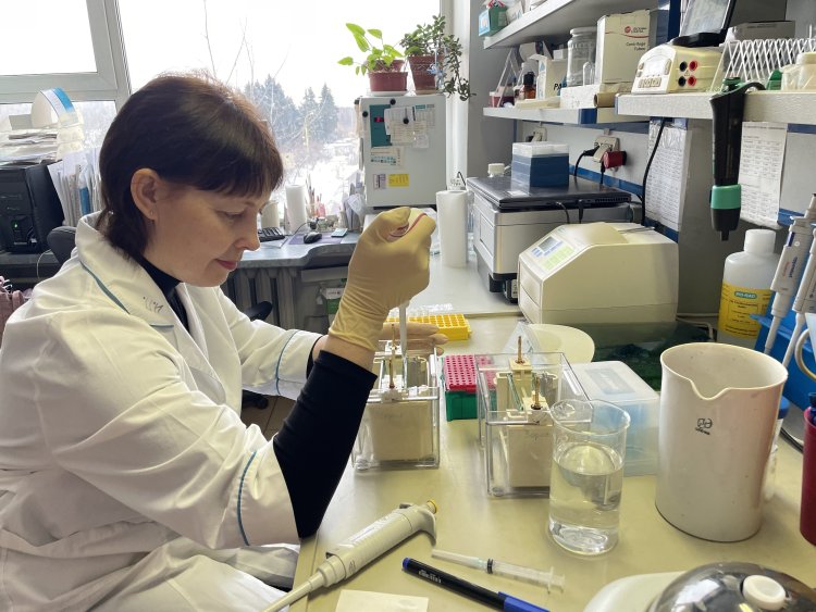Ирина Певзнер наносит образцы мочи на полиакриламидный гель. Автор фото: Любава Зорова