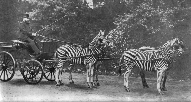 Британский зоолог лорд Уолтер Ротшильд  (1868–​​​​​​1937) на телеге, запряженной четверкой зебр. Несмотря на теснейшее генетическое родство зебры и лошади, по-настоящему одомашнить зебру до сих пор никому не удалось.Фото: The Picture Magazine / Public Domain