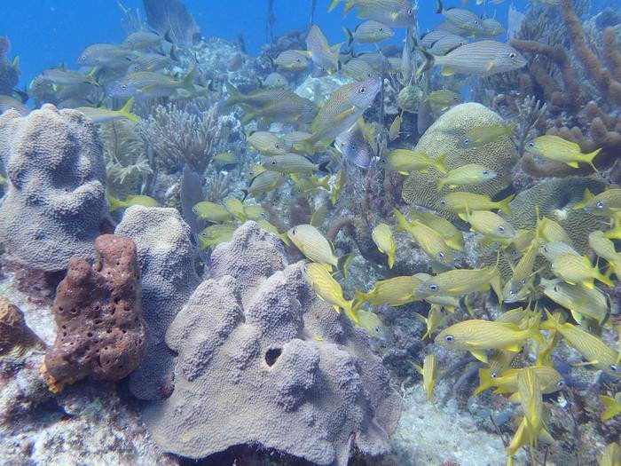 Новый способ сбора соединений из морской воды помог исследователям выявить три метаболита, связанных с обитателями коралловых рифов и возможными заболеваниями. Фото: Amy Apprill. Источник: ЕurekAlert!