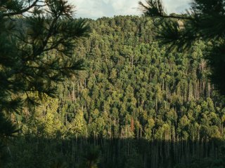 Хвойный лес. Фото: Fedor Shlyapnikov/Фотобанк Unsplash