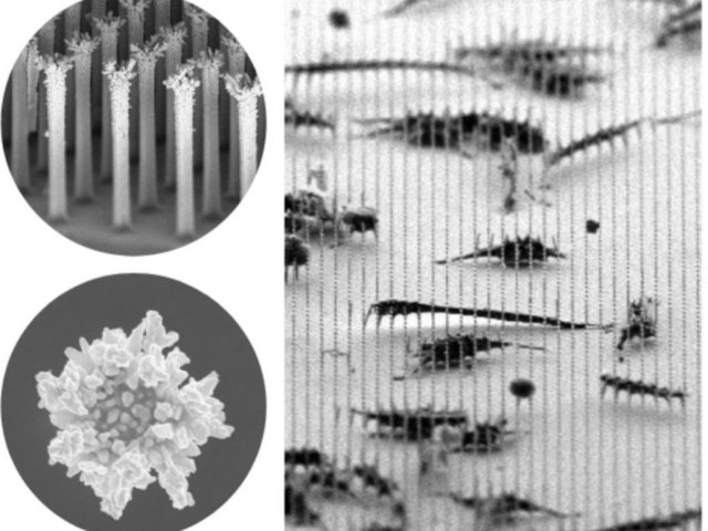 Источник изображения: Microchemical Journal, Volume 215, August 2025, 114178