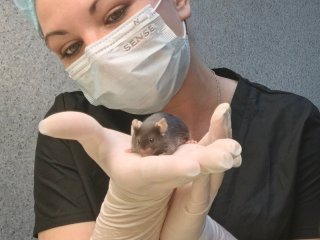 Трансгенная мышь, несущая мутацию в последовательности гена TERP. Фото: Междисциплинарная научно-образовательная школа МГУ «Молекулярные технологии живых систем и синтетическая биология»