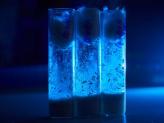 В лаборатории функциональной геномики ИБР РАН. Фото: Елена Либрик / «Научная Россия»