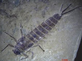 P. caudatus Sinitshenkova (нимфа). Фото предоставлено А.А. Кунгуровой 