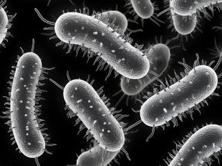 Кишечная палочка. Фото создано с помощью сервиса «Шедеврум»