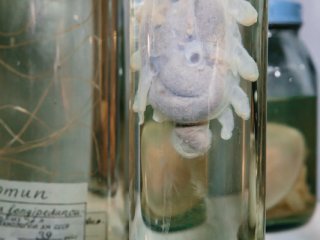 Обитатели океанских глубин. Фото: Ольга Мерзлякова / «Научная Россия»