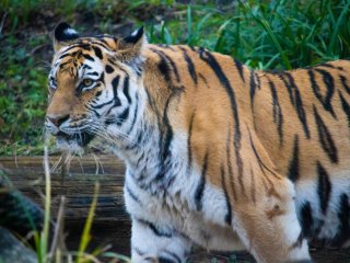 Изображение: Фотобанк Freepik