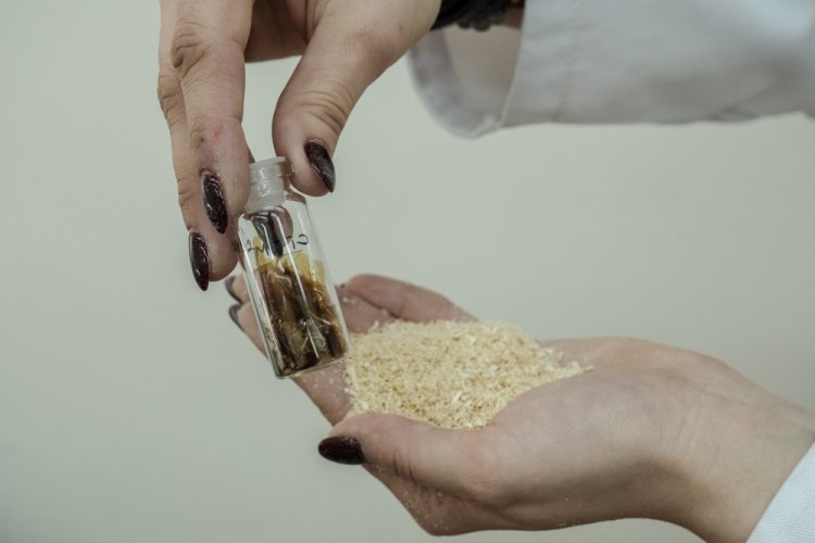 Образец сульфатированного полисахарида и опилки ели. Фото Анастасии Тамаровской / ФИЦ КНЦ СО РАН