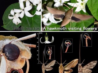 Ночной бражник на цветках Jasminanthes mucronata — растения, произрастающего в Японии и выделяющего черный нектар. Фото: Chiyoda et al, 2026