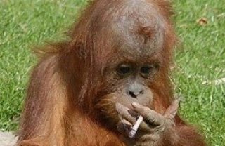 Зверей в зоопарке приходится лечить от курения