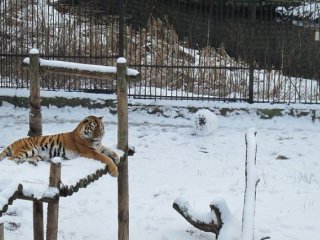 Тигрица из калининградского зоопарка учится лепить снеговиков