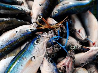 В рыбе с рынков нашли частицы пластика и волокна