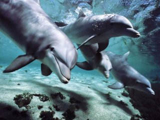 Язык дельфинов помогает им решать проблемы сообща