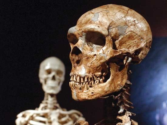 Неандертальцы и человек разумный питались по-разному